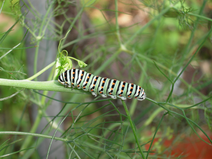 Bruco di Papilio machaon